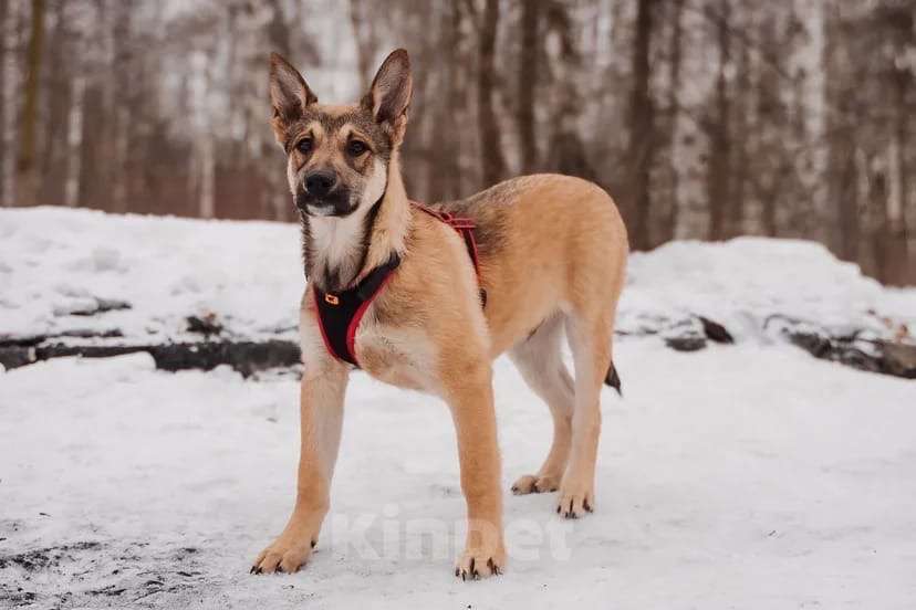 Собаки в Москве: Платон Мальчик, Бесплатно - фото 4