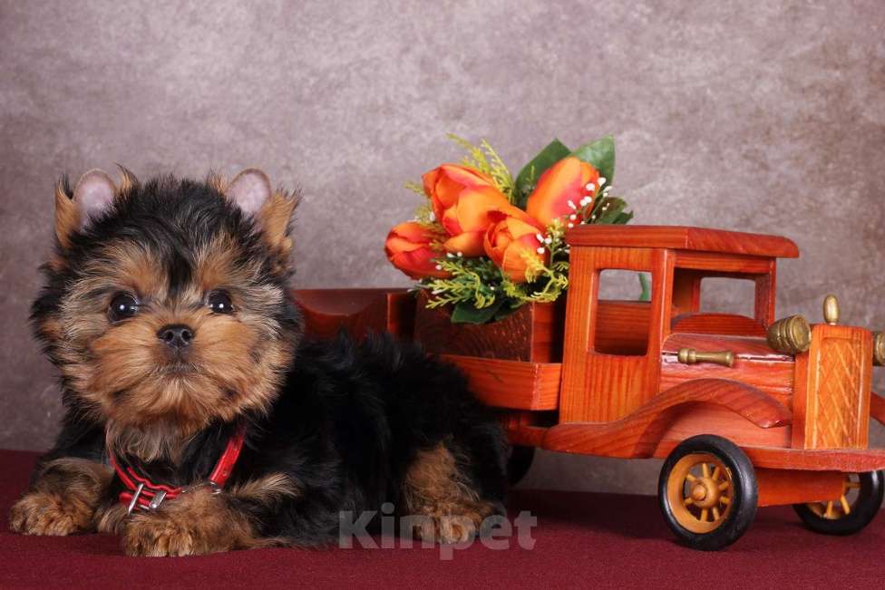 Собаки в Москве: Йоркширский курносый  красавчик Ярослав  РКФ Мальчик, 45 000 руб. - фото 8