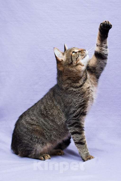 Кошки в Москве: 1347 дней Девочка, Бесплатно - фото 4