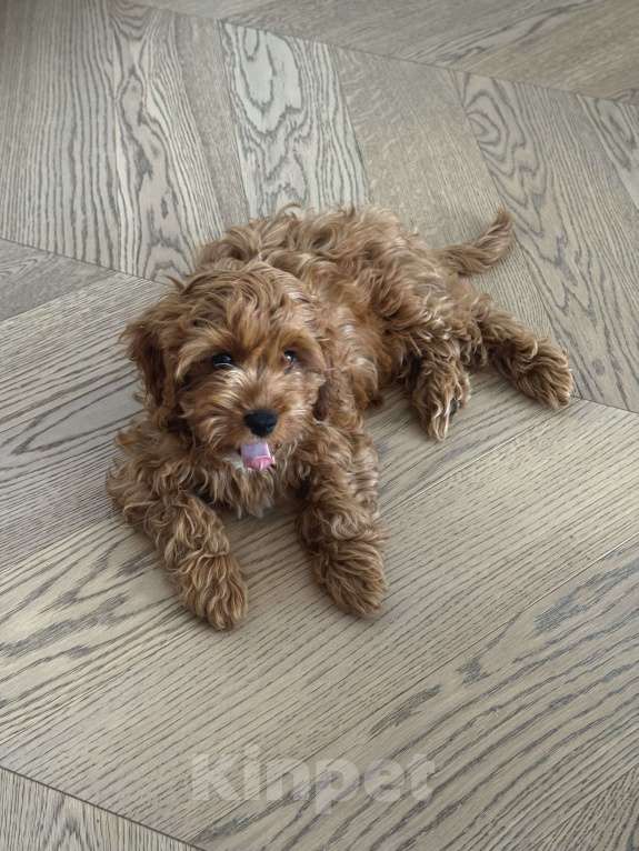 Собаки в Москве: Рыжая девочка Кавапу с белым галстучком Девочка, 150 000 руб. - фото 5