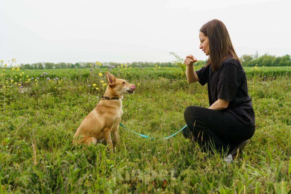 Собаки в Москве: КРАСАВИЦА ДУСЯ Девочка, Бесплатно - фото 5