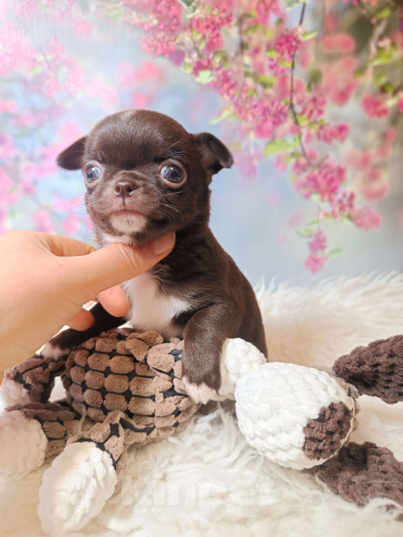 Собаки в Москве: Шоколадная конфетка Девочка, 75 000 руб. - фото 2