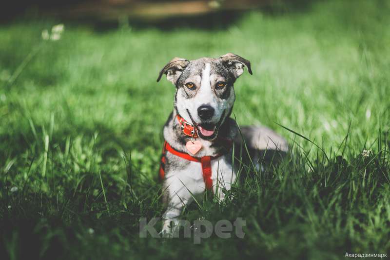 Собаки в Москве: Идеальная диванная собака Ева в приюте. Потеряла надежду найти дом Девочка, Бесплатно - фото 2