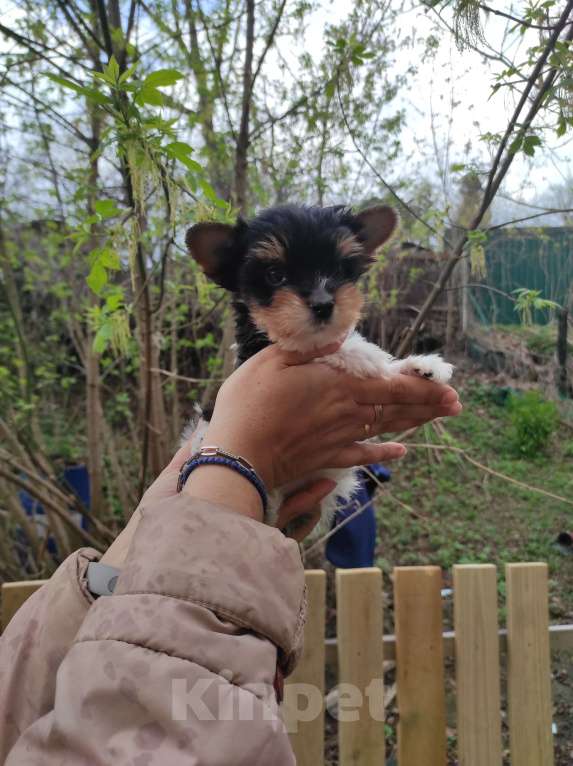 Собаки в Пушкино: Девочка бивер РКФ Девочка, 25 000 руб. - фото 4