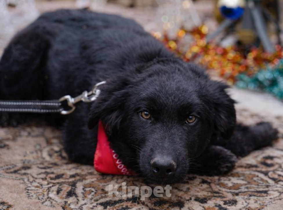 Собаки в Москве: Ваш личный Сириус Блэк Мальчик, Бесплатно - фото 1