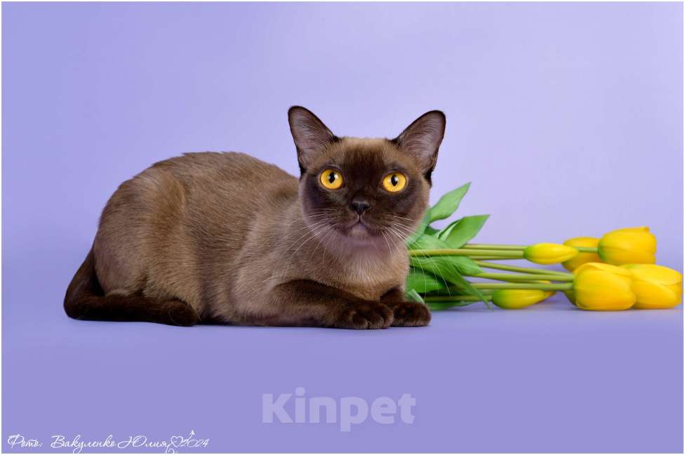 Кошки в Ростове-на-Дону: Американская Бурма котята Девочка, Бесплатно - фото 8