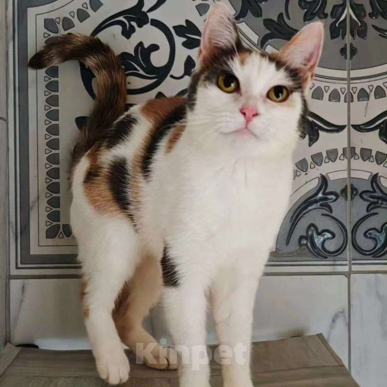 Кошки в Москве: Ласковая кошечка Вафелька Девочка, Бесплатно - фото 2