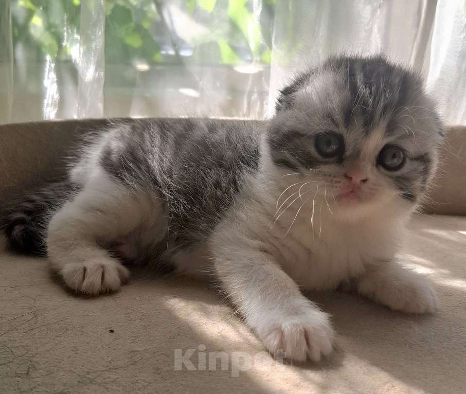 Кошки в Ярославле: Шотландская вислоухая короткошерстная девочка Девочка, 45 000 руб. - фото 7