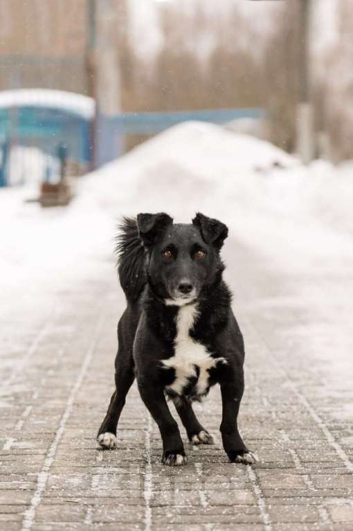 Собаки в Москве: В хорошие руки отдадим симпатягу парня по имени Шнырек! Мальчик, Бесплатно - фото 2