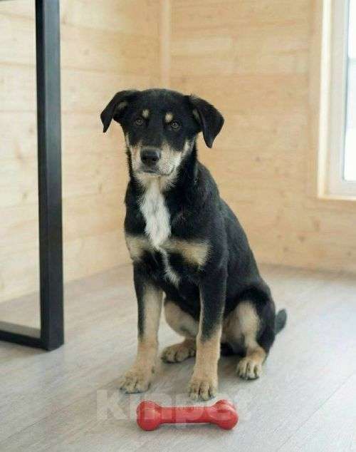 Собаки в Москве: Хороший щенок-подросток Степа ищет дом Мальчик, Бесплатно - фото 2