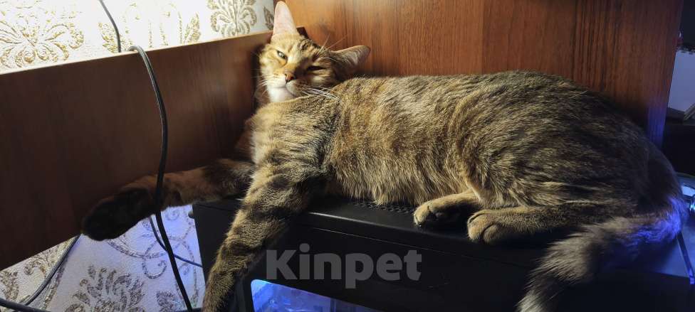 Кошки в Санкт-Петербурге: Кошка Юки, отдаю в добрые руки Девочка, Бесплатно - фото 4