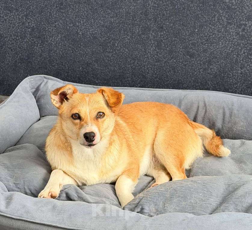 Собаки в Рузе: Бэтти в добрые руки Девочка, Бесплатно - фото 4