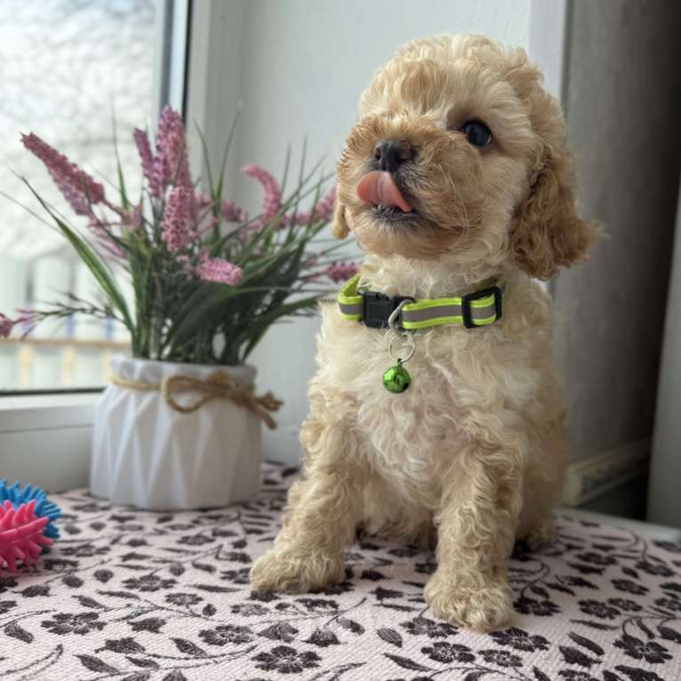 Собаки в Краснодаре: Той-Пудель Мальчик, 50 000 руб. - фото 6