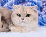 Кошки в Красноярске: Британская кошка. Девочка Девочка, 25 000 руб. - фото 3