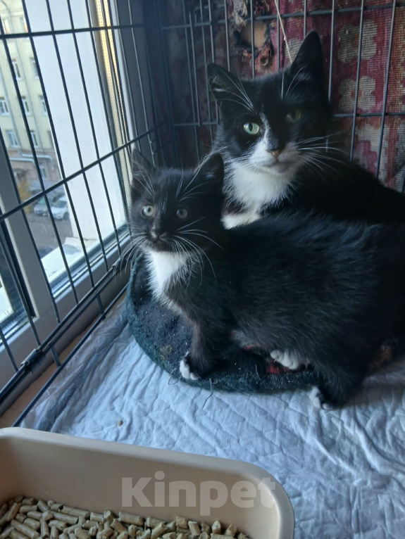Кошки в Санкт-Петербурге: Котята, 2 месяца Мальчик, Бесплатно - фото 2