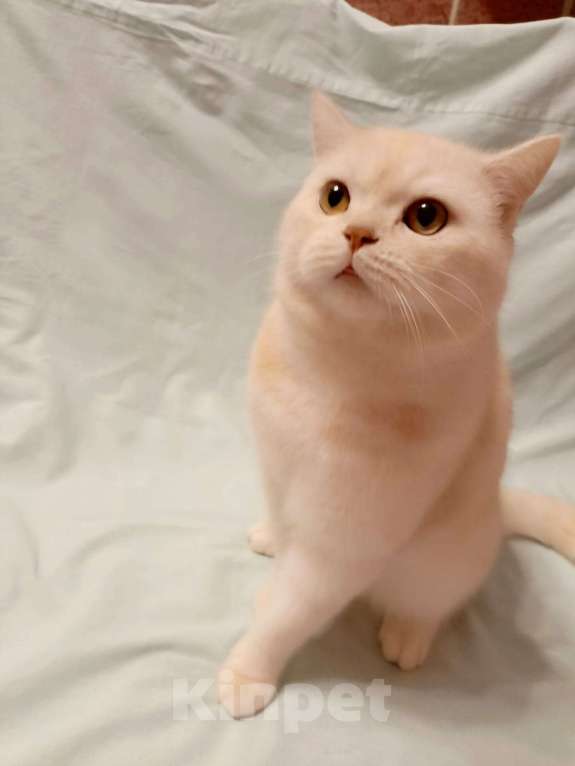 Кошки в Москве: Британский котик Мальчик, 30 000 руб. - фото 3