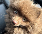 Собаки в Лыткарино: Шоколадный щенок малый немецкий шпиц кобель Родословная скор Мальчик, 30 000 руб. - фото 1