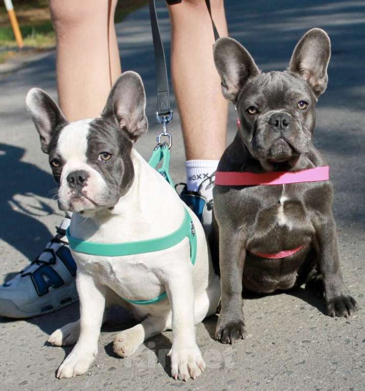 Собаки в Москве: Французская элита Девочка, 75 000 руб. - фото 5