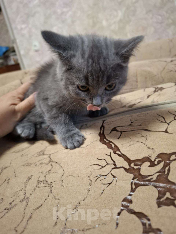 Кошки в Воронеже: Ласковые, игривые котята в добрые руки Девочка, Бесплатно - фото 6