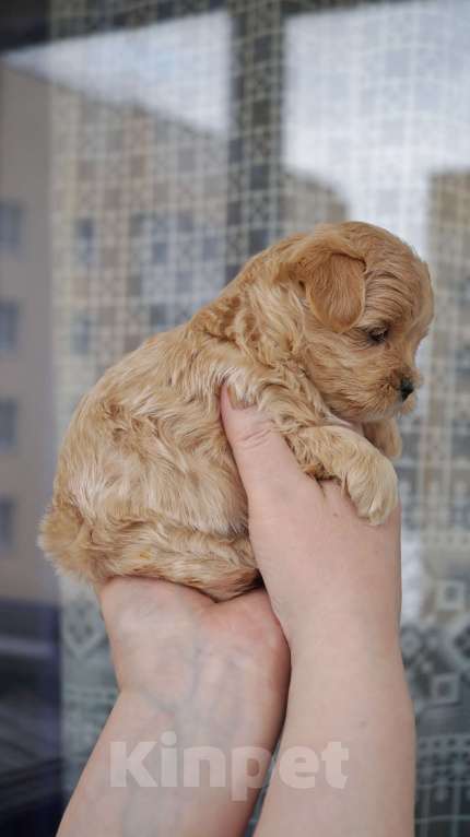 Собаки в Санкт-Петербурге: Щенки мальтипу F-1. разных окрасов. Разнополые, Бесплатно - фото 3