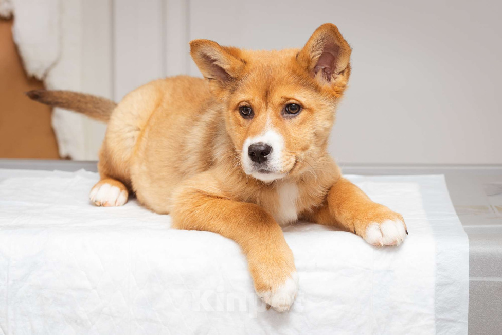 Собаки в Москве: Девочка, 2.5 - 3 месяца ищет дом Девочка, Бесплатно - фото 7