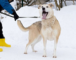 Собаки в Балашихе: Энергичная Альфа — метис лайки Девочка, Бесплатно - фото 2