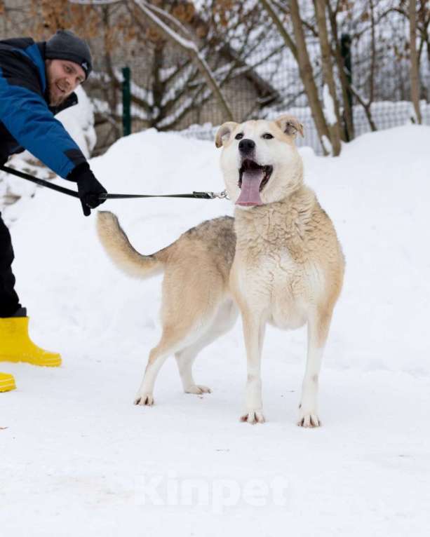 Собаки в Балашихе: Энергичная Альфа — метис лайки Девочка, Бесплатно - фото 2