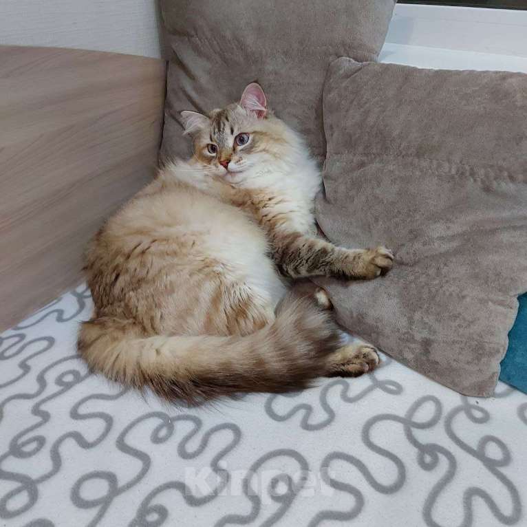 Кошки в Тюмени: Отдам кота в добрые руки Мальчик, Бесплатно - фото 5