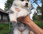 Собаки в Твери: Девочка Аляскинский маламут  Девочка, Бесплатно - фото 1