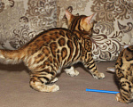 Кошки в Оленегорске: Бенгал, 1 руб. - фото 5