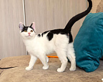 Кошки в Москве: Котёнок Смурфик ищет семью! Мальчик, Бесплатно - фото 3