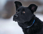 Собаки в Раменском: Идеальный Чарли в поисках своей семьи Мальчик, Бесплатно - фото 1
