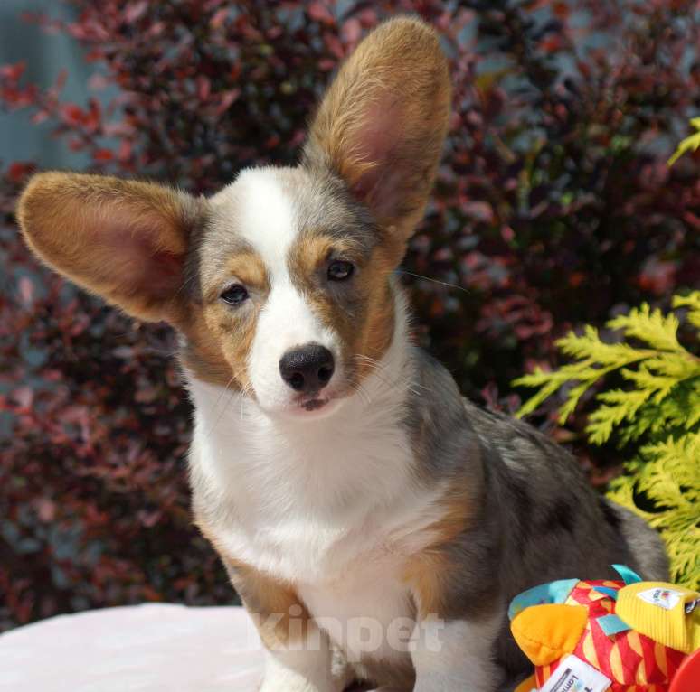 Собаки в других городах Московской области: Девочка Вельш Корги Кардиган Девочка, 40 000 руб. - фото 4