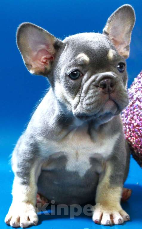 Собаки в Москве: Французский бульдог, щенок лиловая Девочка, 120 000 руб. - фото 5