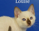 Кошки в Москве: Louis Gamlet Мальчик, 60 000 руб. - фото 1