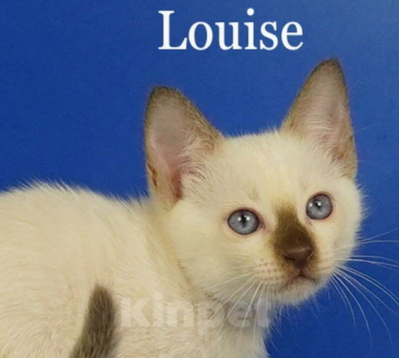 Кошки в Москве: Louis Gamlet Мальчик, 60 000 руб. - фото 1