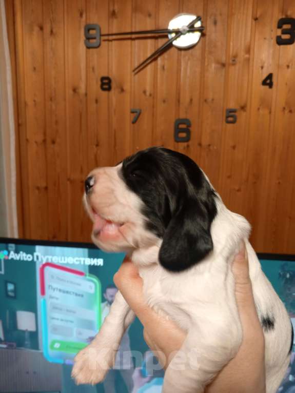 Собаки в других городах Московской области: Щенок русского охотничьего спаниеля Мальчик, 25 000 руб. - фото 2