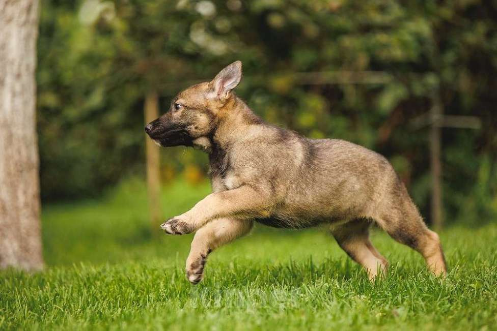 Собаки в Москве: Милые щенки в добрые руки! Две девочки и мальчик Мальчик, Бесплатно - фото 7