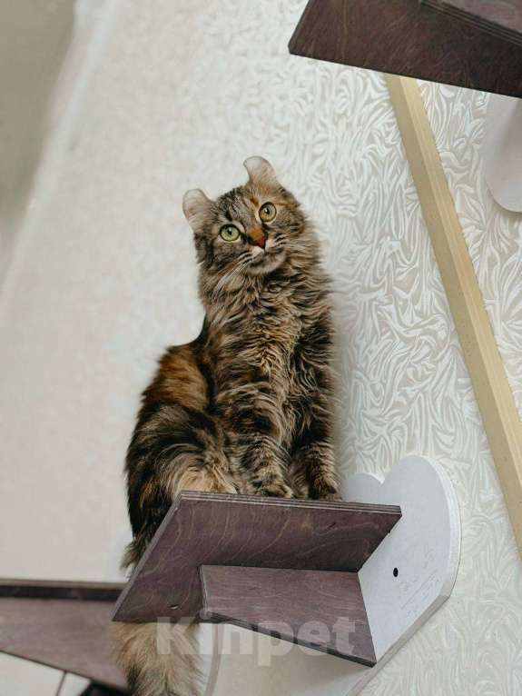 Кошки в Балашихе: Американский керл Мокка Девочка, Бесплатно - фото 4