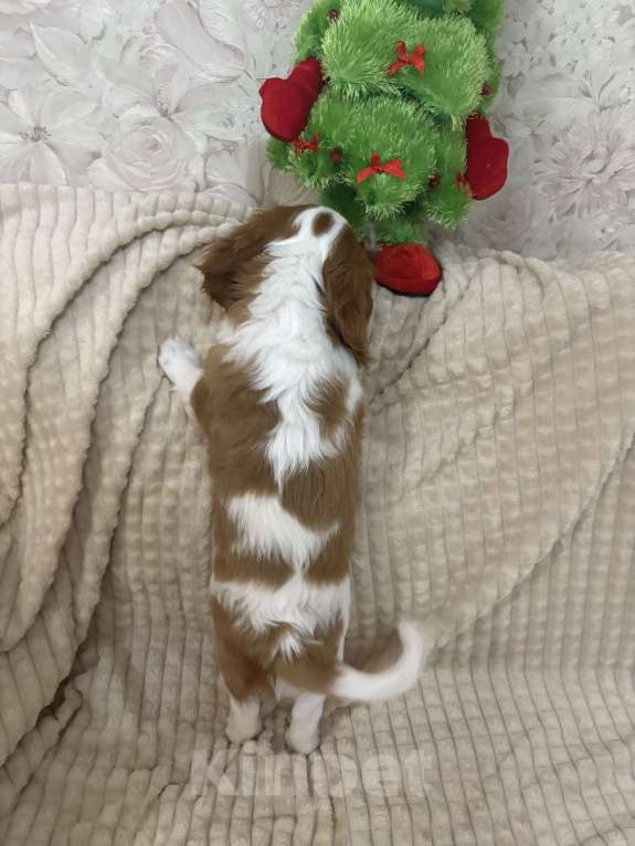 Собаки в Москве: Кавалер Кинг Чарльз спаниель щенок Мальчик, 70 000 руб. - фото 7