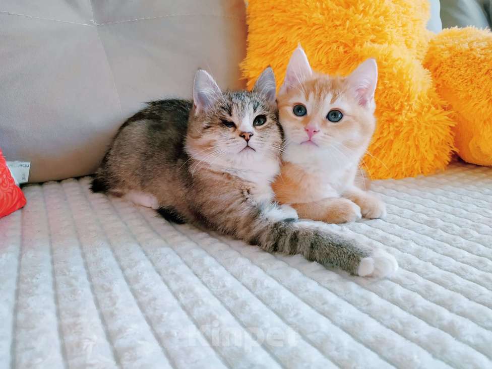 Кошки в Санкт-Петербурге: Котята 2 мес. британец и сибирская в одну семью Мальчик, 200 руб. - фото 1