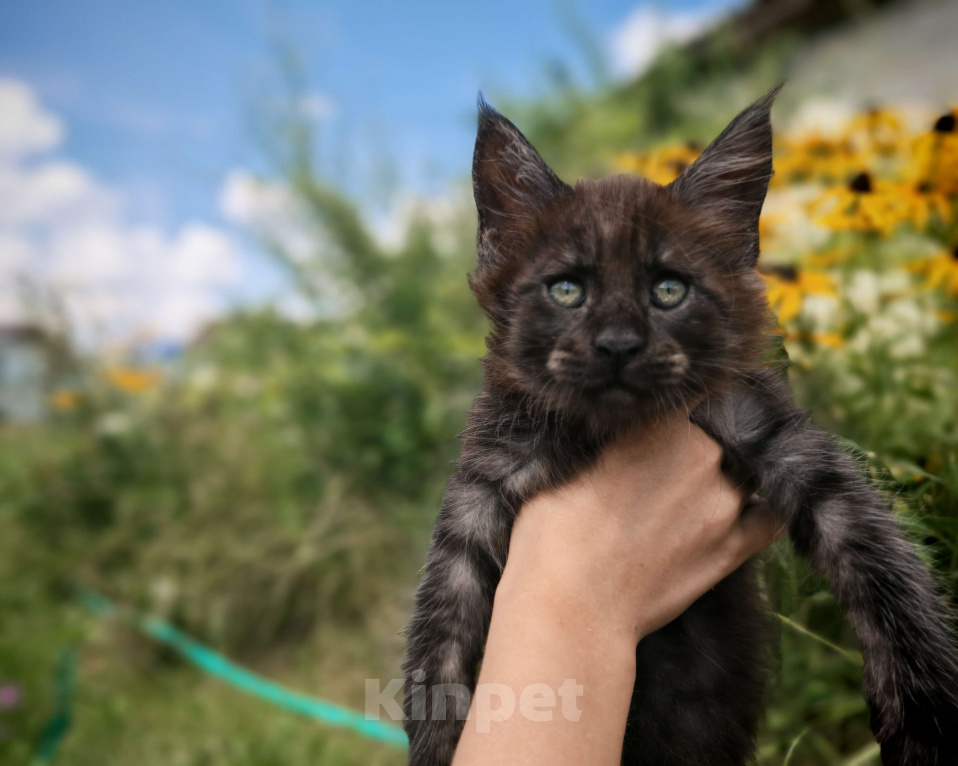 Кошки в Москве: Красавчик чёрный дым  Мальчик, 25 000 руб. - фото 3