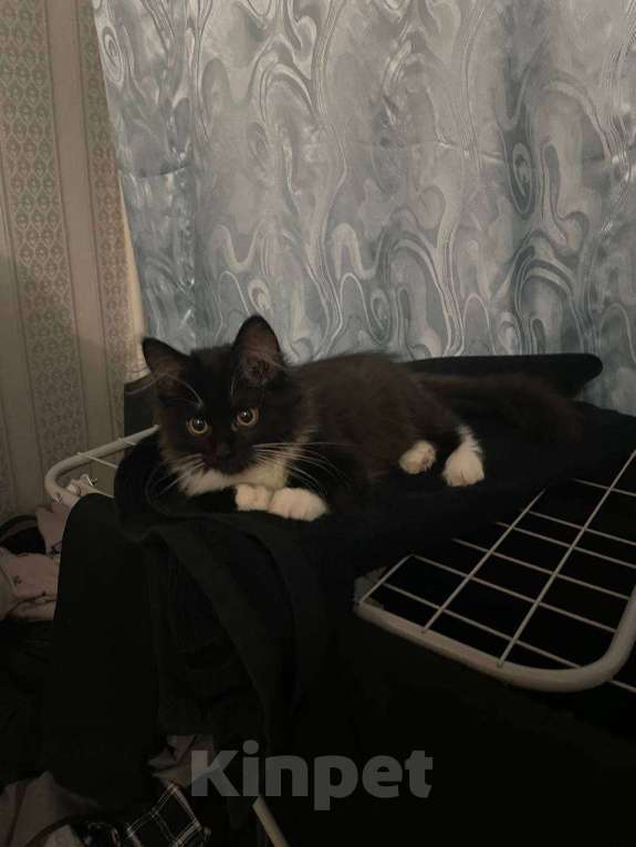 Кошки в Омске: Котёнок Мальчик, 150 руб. - фото 1