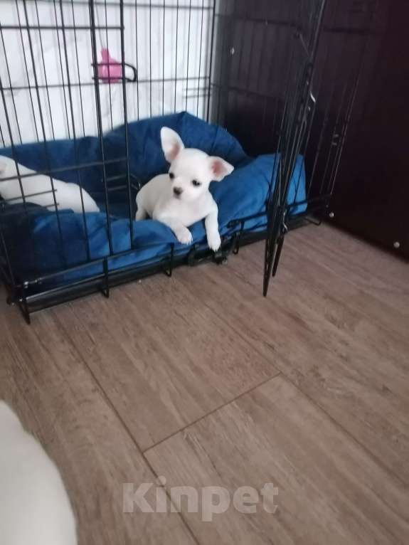 Собаки в Хабаровске: Щенок чихуахуа девочка Девочка, 25 000 руб. - фото 5