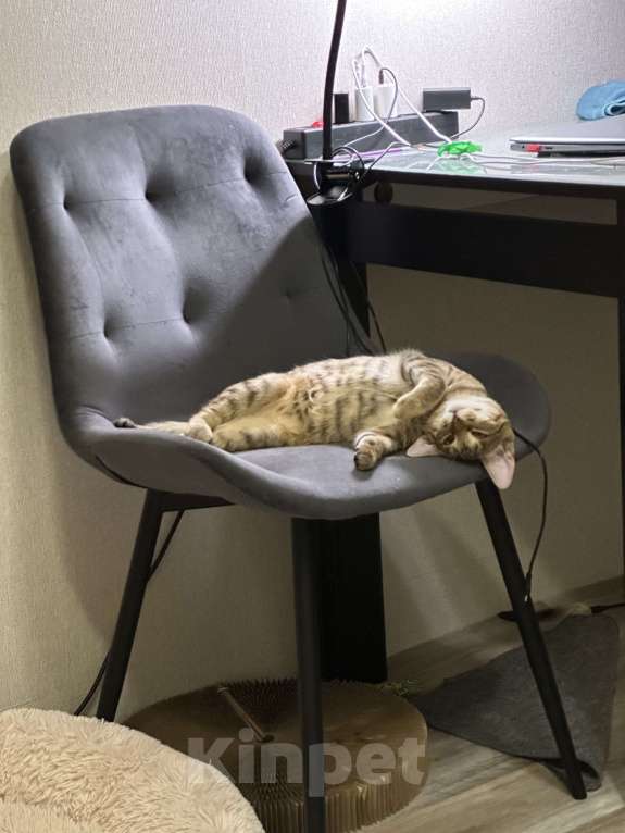 Кошки в Москве: Денежная кошка ищет дом Девочка, Бесплатно - фото 4