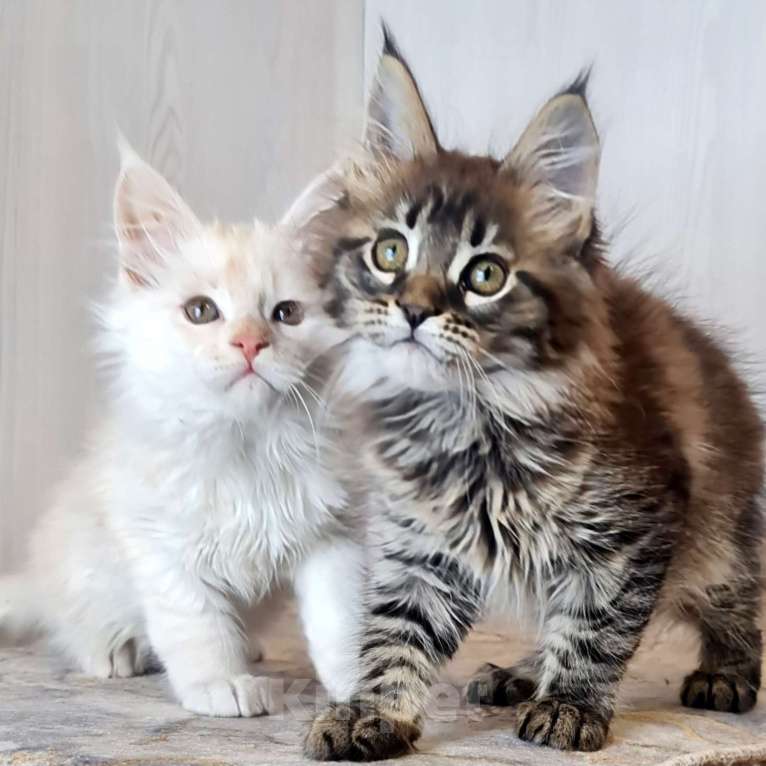 Кошки в других городах Ярославской области: Котята Мейн кун Мальчик, Бесплатно - фото 6