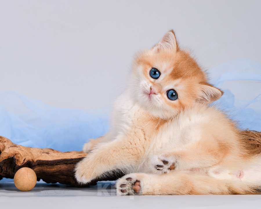 Кошки в Москве: Британские Новогодние котята. Золото шиншиллы. Мальчик, Бесплатно - фото 5