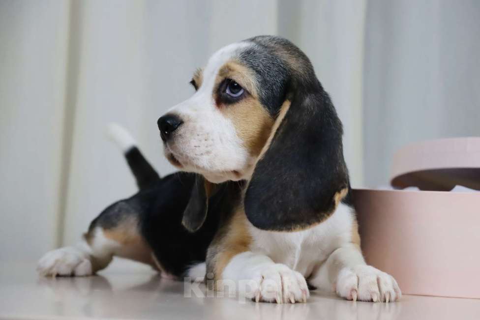 Собаки в Ростове-на-Дону: Девочка бигля в поисках семьи  Девочка, 30 000 руб. - фото 2