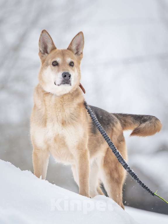 Собаки в Москве: Верной, преданной собаке Мяте очень нужен свой родной человек, она ждет и надеется на встречу! Девочка, Бесплатно - фото 3