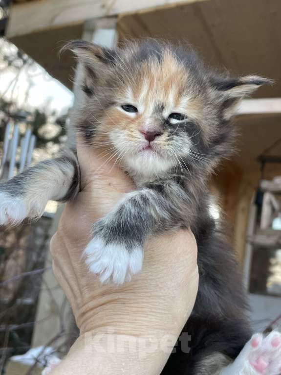 Кошки в других городах Ленинградской области: Котята Мейн Кун Девочка, Бесплатно - фото 6